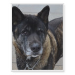 Sweet Akita Dog Temporary Tattoos