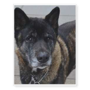 Sweet Akita Dog Temporary Tattoos