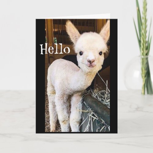 SWEET ALPACA SAYS HAPPY 2nd BIRTHDAY Card