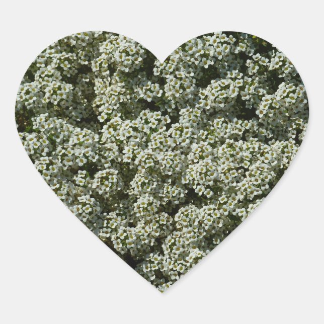 Sweet Alyssum Flowers White Floral Heart Sticker (Front)