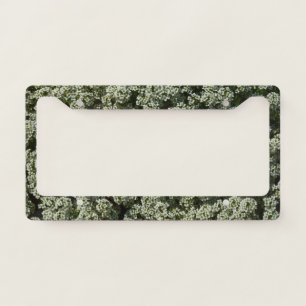 Sweet Alyssum Flowers White Floral License Plate Frame