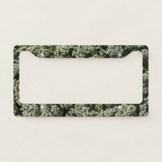 Sweet Alyssum Flowers White Floral License Plate Frame