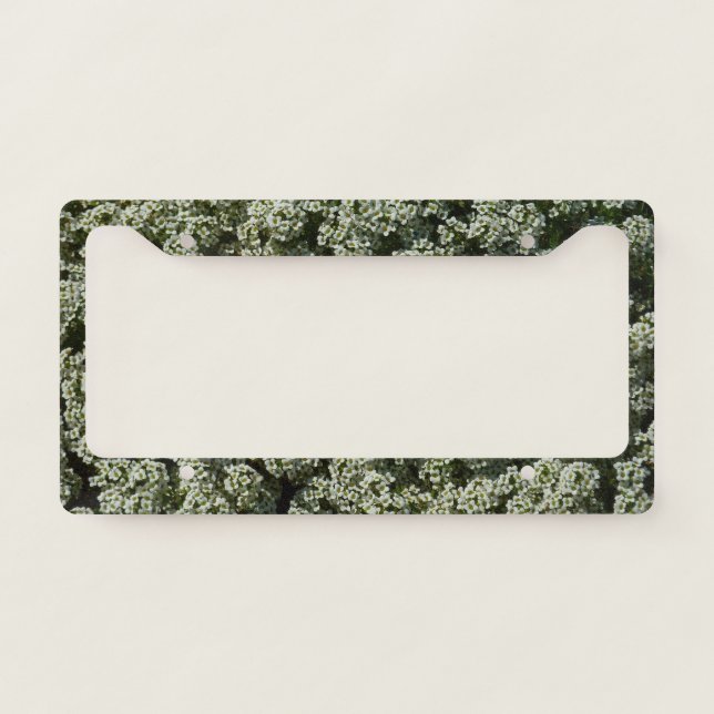 Sweet Alyssum Flowers White Floral License Plate Frame (Front)