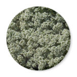 Sweet Alyssum Flowers White Floral Magnet