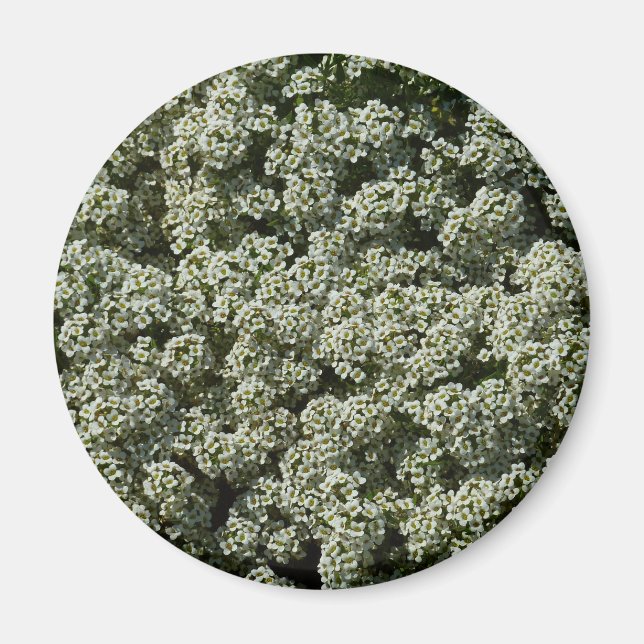 Sweet Alyssum Flowers White Floral Magnet (Front)