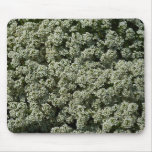 Sweet Alyssum Flowers White Floral Mouse Pad