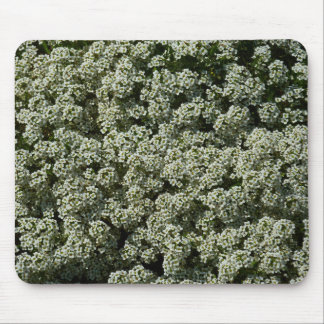 Sweet Alyssum Flowers White Floral Mouse Pad