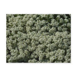 Sweet Alyssum Flowers White Floral Postcard