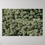 Sweet Alyssum Flowers White Floral Poster