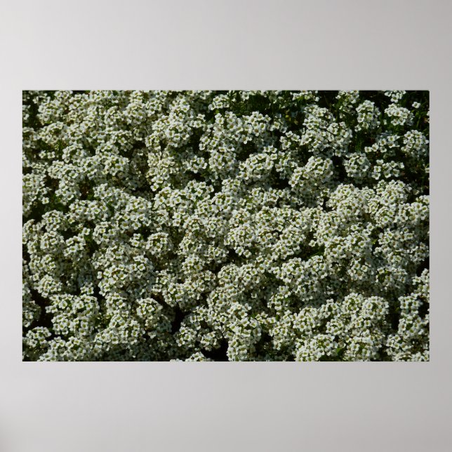 Sweet Alyssum Flowers White Floral Poster (Front)
