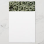 Sweet Alyssum Flowers White Floral Stationery