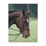 Sweet Arabian Horse Postcard