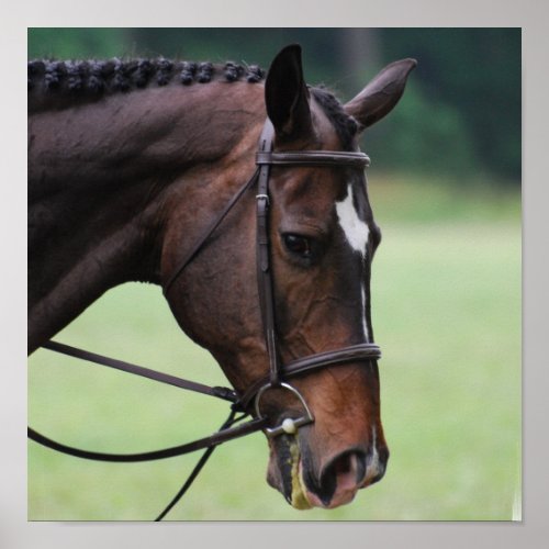 Sweet Arabian Horse Poster