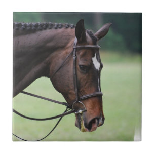 Sweet Arabian Horse Tile