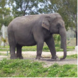 Sweet Asian Elephant Cutout<br><div class="desc">What is so different for female Asian elephants? Female Asian elephants usually lack visible tusks as do males in some populations, such as those in northeast India. Wide, padded feet enable them to walk quietly. Large, flappable ears help these huge animals cool off, although elephants often must retreat to the...</div>