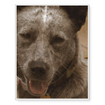 Sweet Australian Cattle Dog Temporary Tattoos