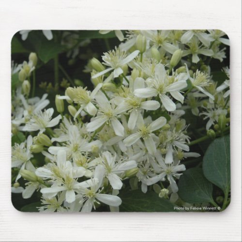 Sweet Autumn Clematis Mouse Pad
