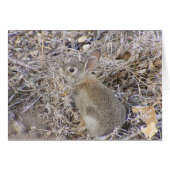 Sweet Baby Bunny (Front Horizontal)