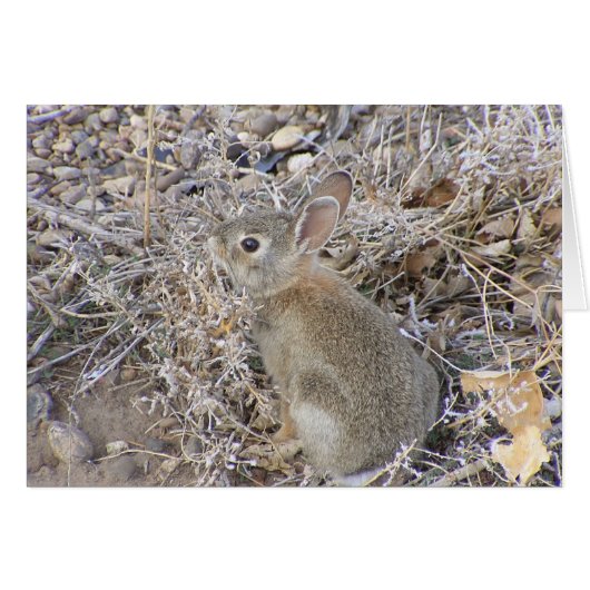 Sweet Baby Bunny Cards (Front Horizontal)