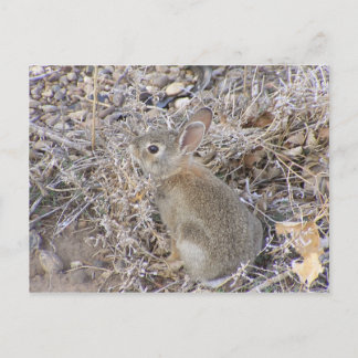 Sweet Baby Bunny Postcard