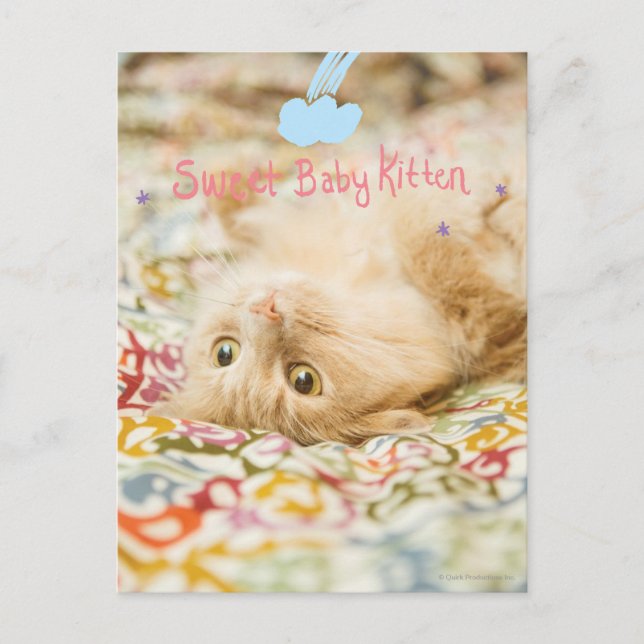 Sweet Baby Cat Postcard (Front)