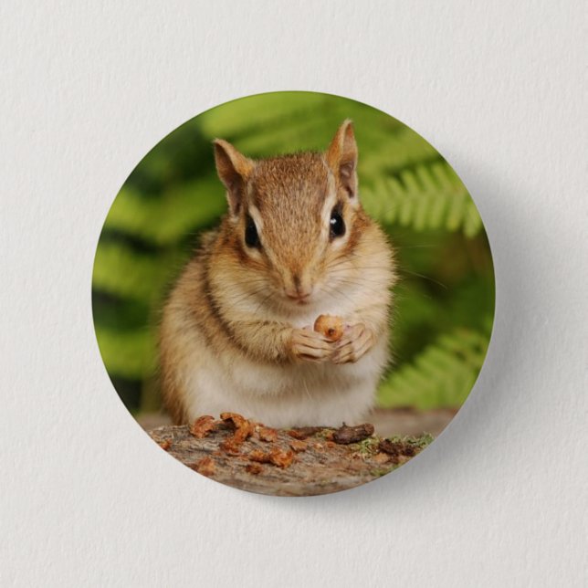 sweet baby chipmunk pinback button (Front)