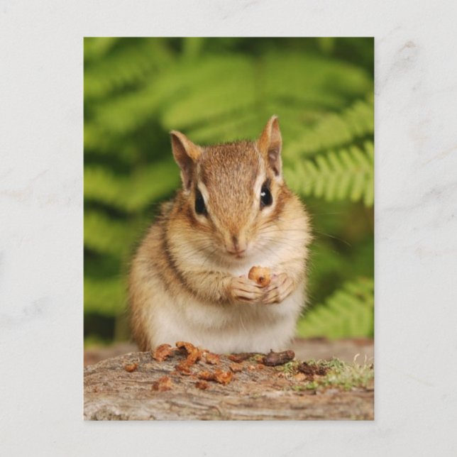 Sweet Baby Chipmunk Postcard (Front)