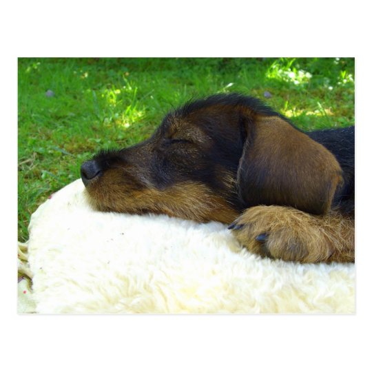 Sweet Baby Dachshund, sleeping puppy Postcard