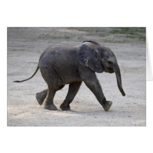 Sweet Baby Elephant Kibali Cards