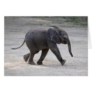 Sweet Baby Elephant Kibali Cards
