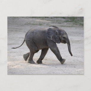 Sweet Baby Elephant Kibali Postcard