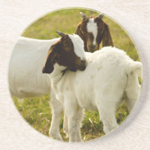 Sweet Baby Goats in Pasture – Cute Farm Animal Coaster