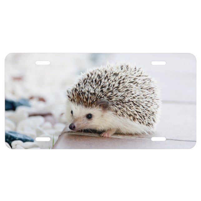 Sweet Baby Hedgehog License Plate (Front)