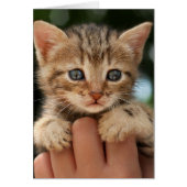 Sweet Baby Kitten (Front)
