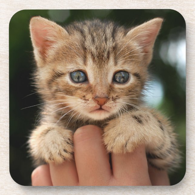 Sweet Baby Kitten Beverage Coaster (Front)