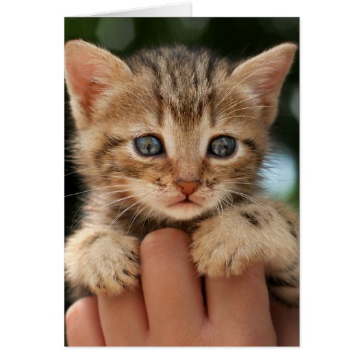 Sweet Baby Kitten Cards (Front)
