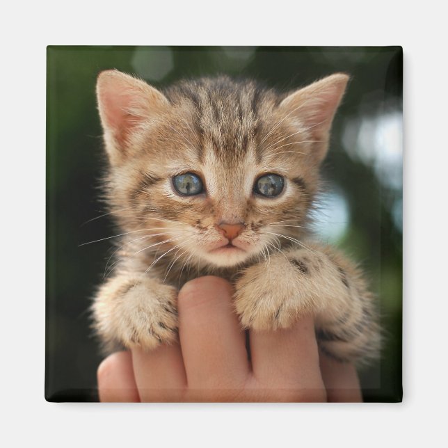 Sweet Baby Kitten Magnet (Front)