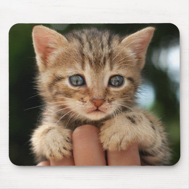 Sweet Baby Kitten Mouse Pad (Front)