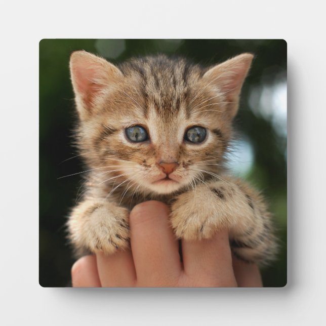 Sweet Baby Kitten Plaque (Front)