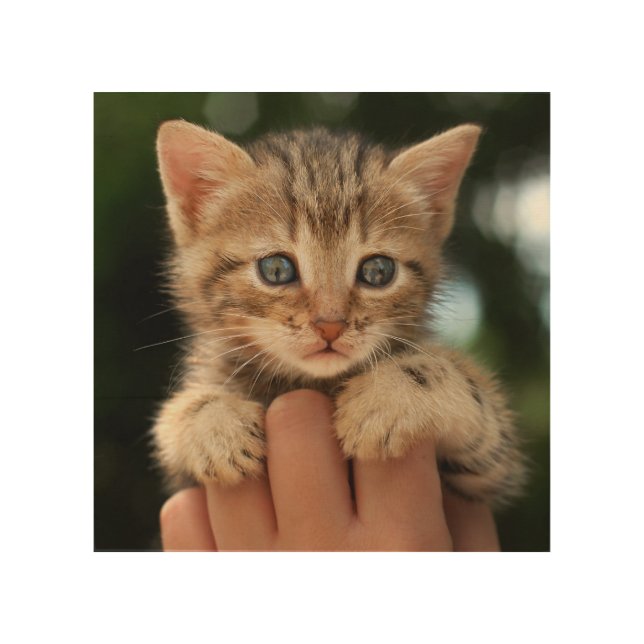 Sweet Baby Kitten Wood Wall Decor (Front)