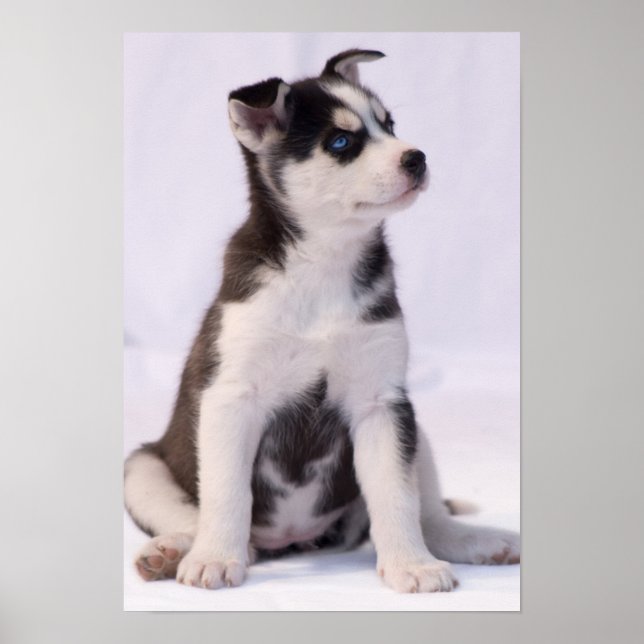 Sweet Baby Puppy Poster (Front)