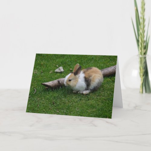 Sweet Baby Rabbit Holiday Card