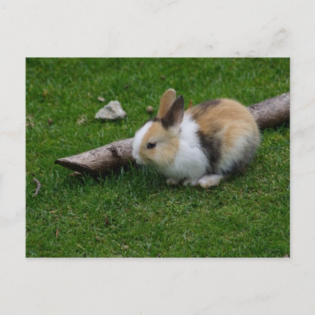 Sweet Baby Rabbit Postcard (Front)