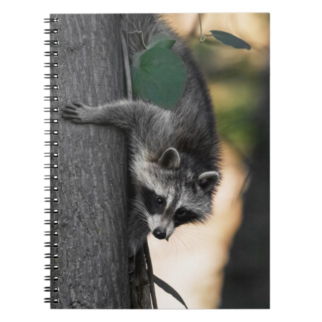 Sweet Baby Raccoon Notebook (Front)