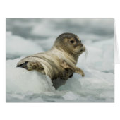 Sweet Baby Seal (Front Horizontal)