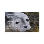 Sweet Baby Seal Business Cards