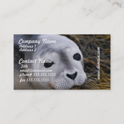 Customizable Sweet Baby Seal Business Cards