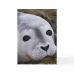Sweet Baby Seal Greeting Cards