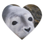 Sweet Baby Seal Stickers