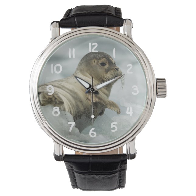 Sweet Baby Seal Watch (Front)